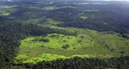 Amazon rain forest bordering Venezuela