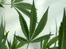 Cannabis plant