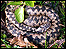 Adder