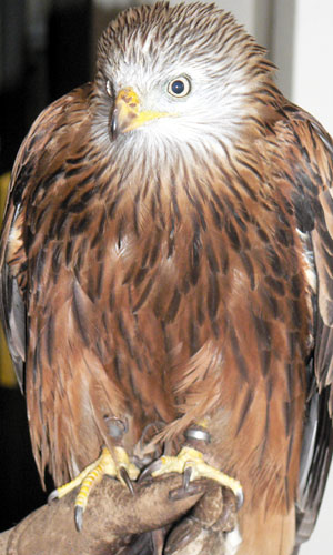 unsprung-kestrel.jpg