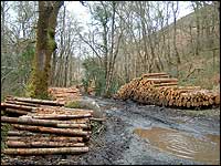 Logs in the wood