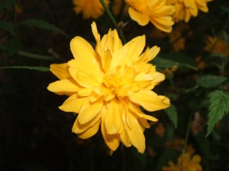yellowa.JPG