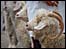 Sheep at Devon County Show