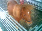pony.bmp