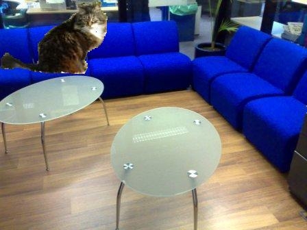 glasscat.JPG